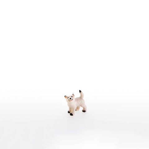Nazarene Little Cat Looking Upwards