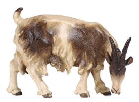 Kostner Goat Grazing Looking Right