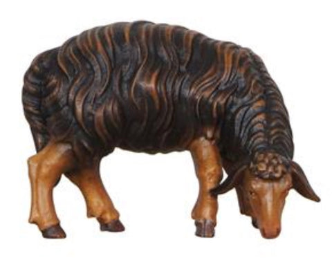 Kostner Black Sheep Grazing Looking Right