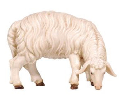 Kostner Sheep Grazing Looking Right