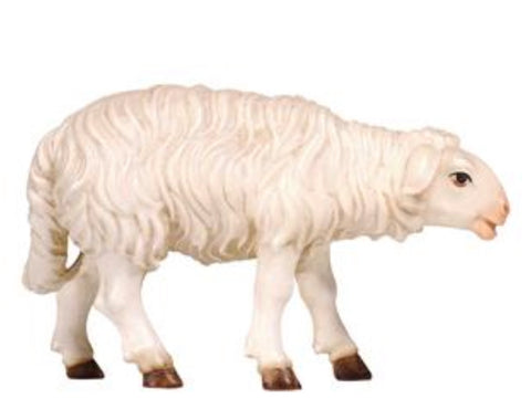 Kostner Sheep Standing Looking Forward