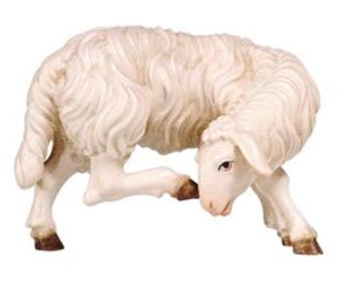 Kostner Sheep Scratching