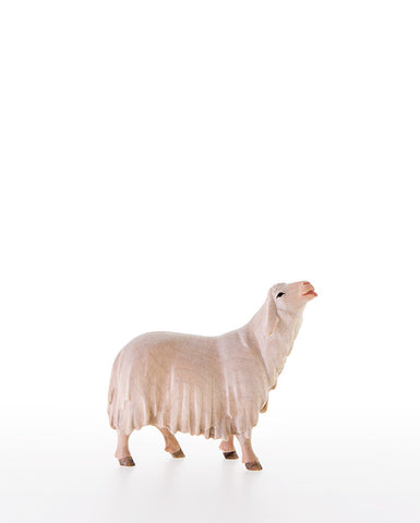 LEPI Sheep Licking - Gloria Nativity