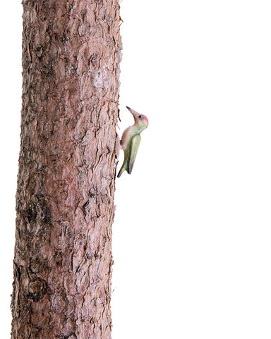 Kastlunger Woodpecker
